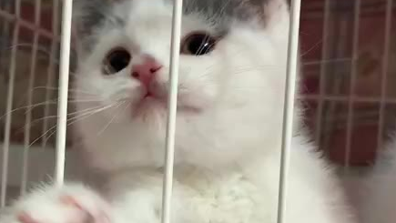 我和我爱人正在逗小猫咪们玩